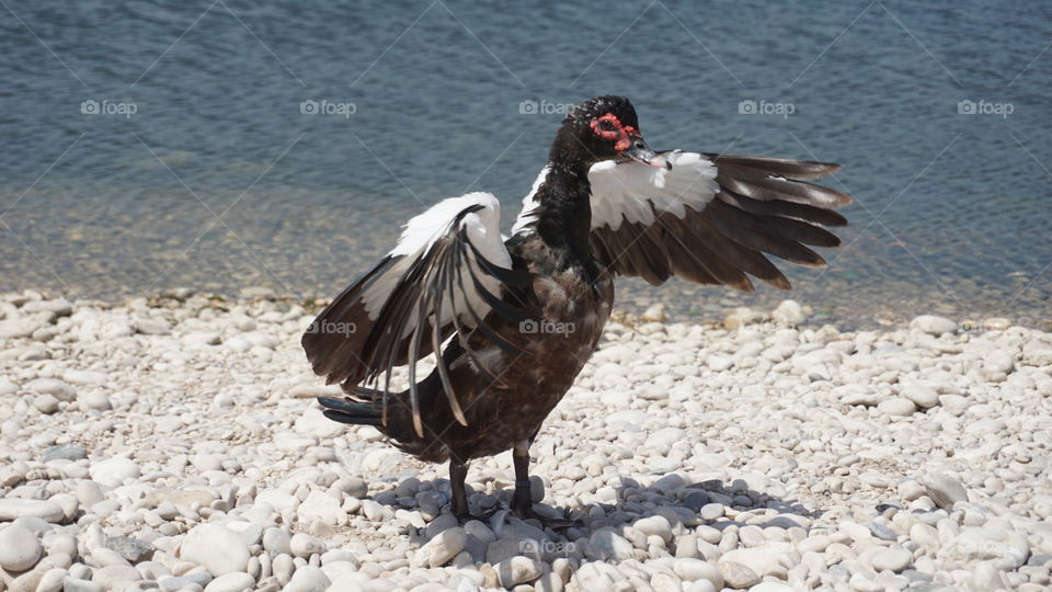 Duck#animal#wild#lake#wings#stones