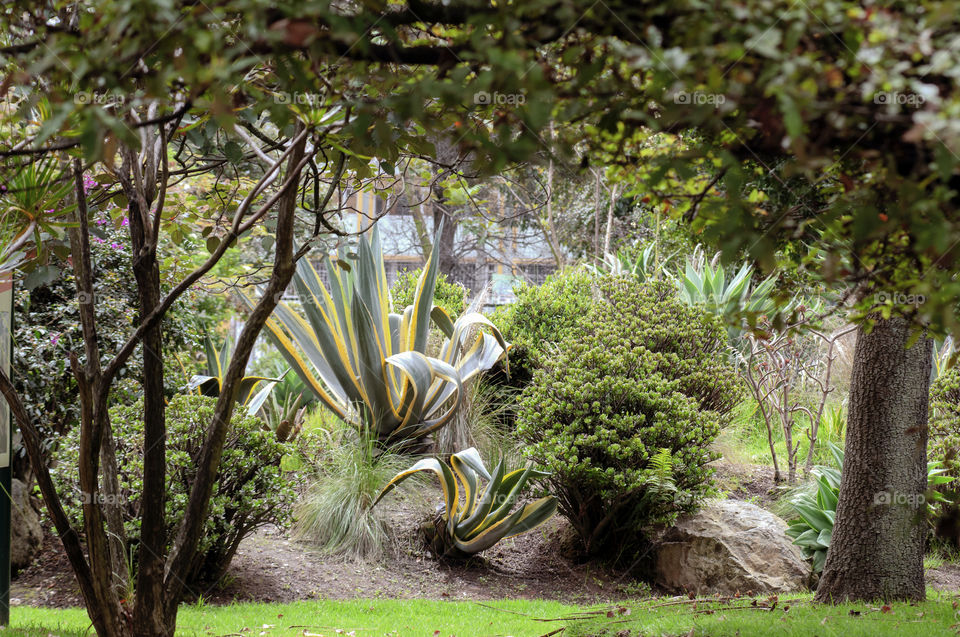 Garden trees in the foreground