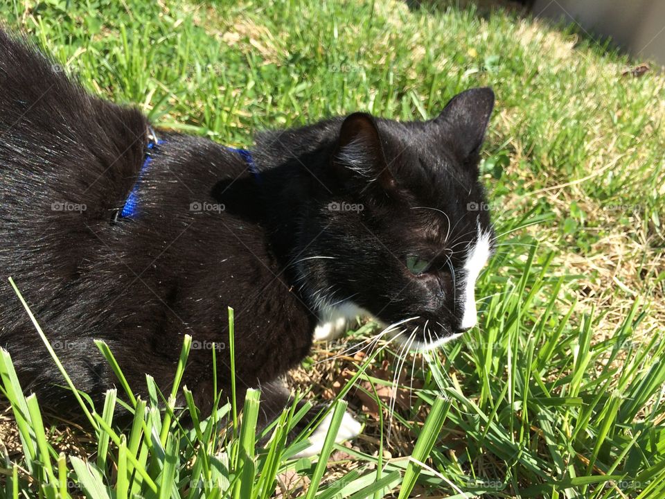 Using the cat harness