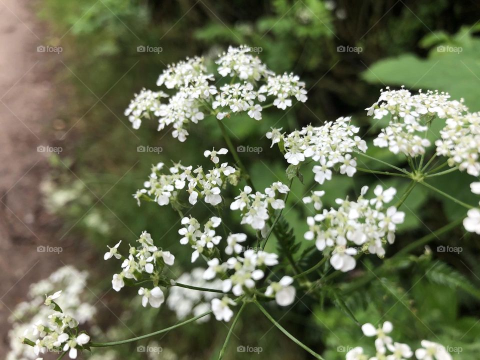 Small White Flowers For Nature & Forest Lovers