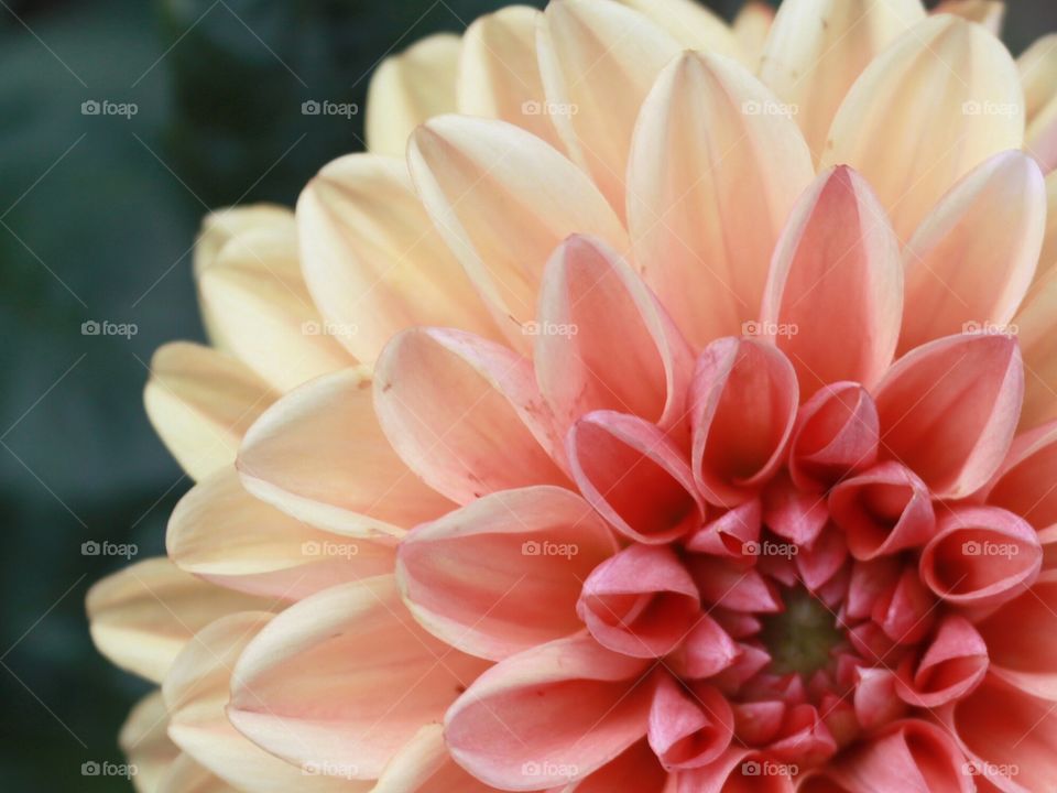 Pink Dahlia Bloom