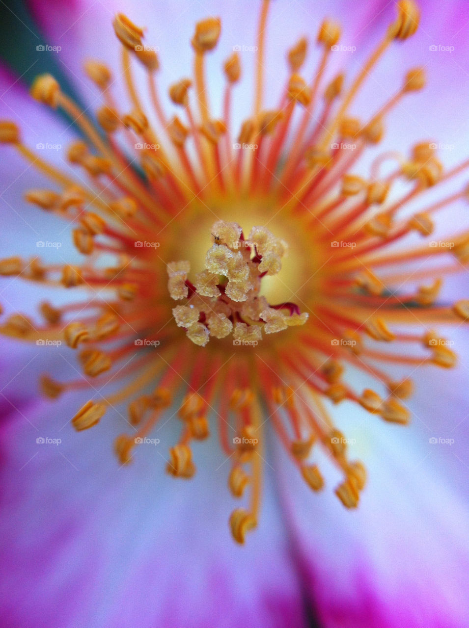 garden pollen nature flower by gene916