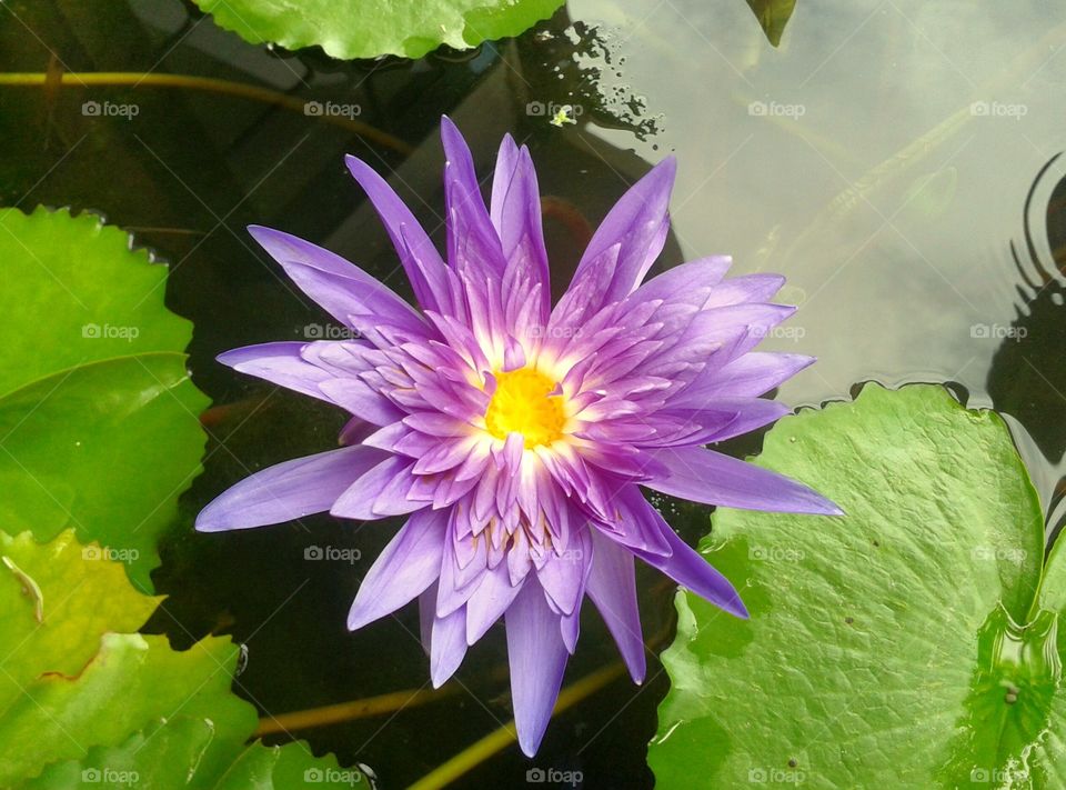 Blooming violet lotus in pond