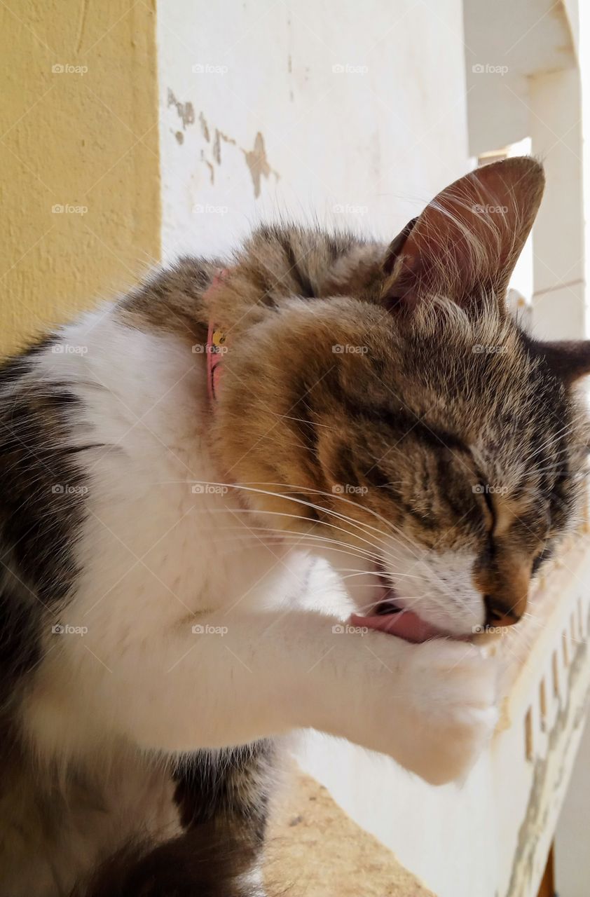 my cute cat doing his toilet