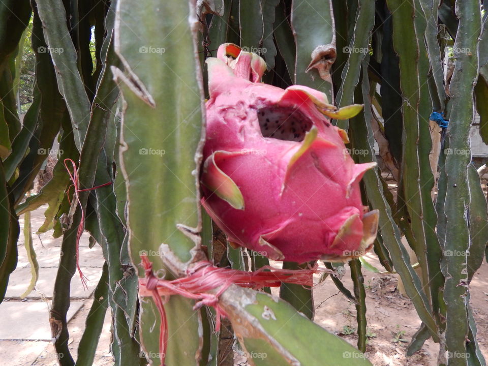 Dragonfruit growing in the wild 