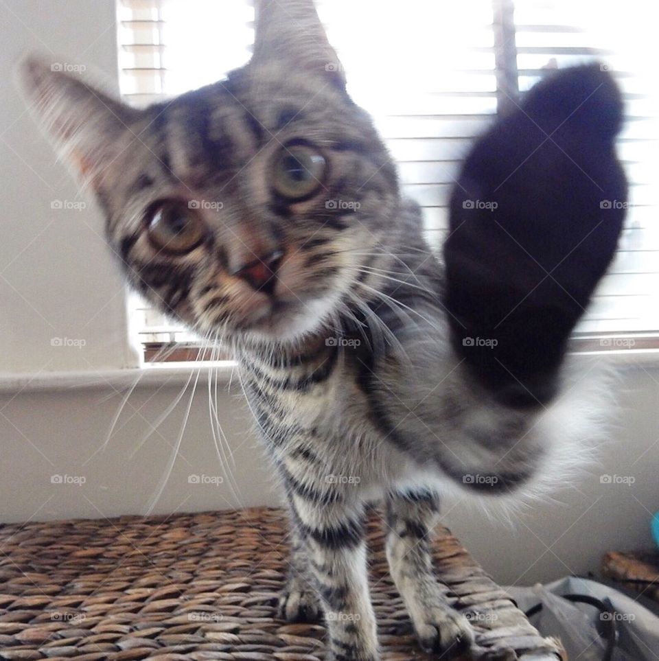 Hi five puddy cat