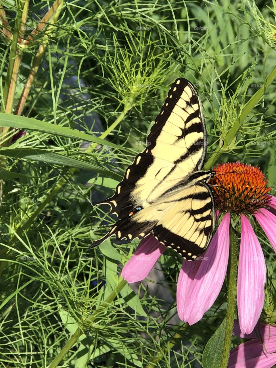 Yellow swallow tail butterfly on wildflower!