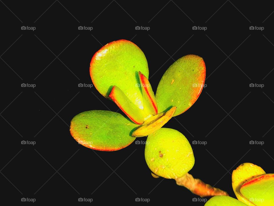 Jade plant
Crassula ovata, commonly known as jade plant, lucky plant, money plant or money tree, is a succulent plant with small pink or white flowers