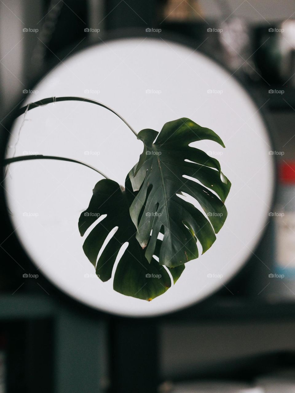 Leaf monstera in mirror 