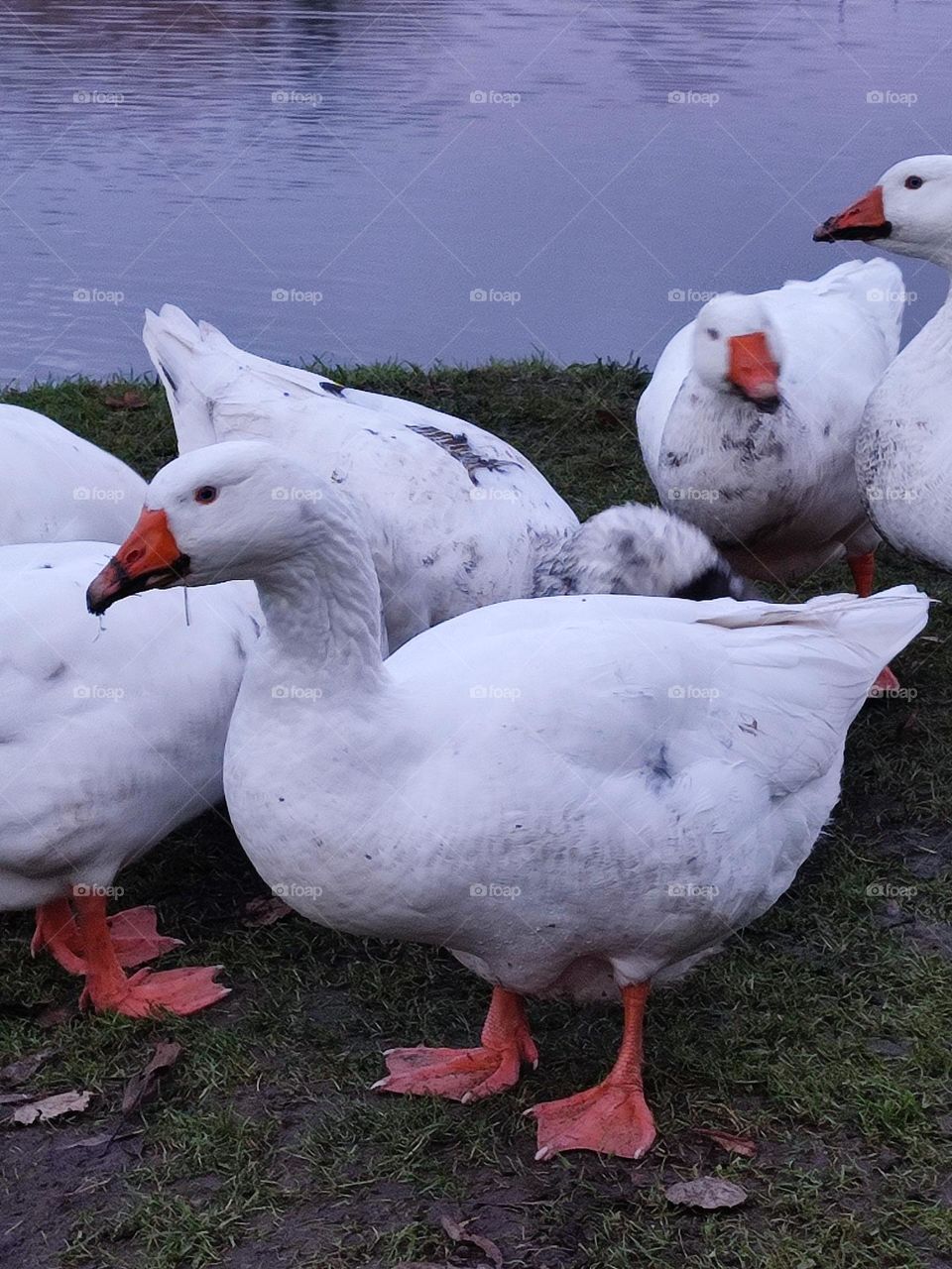 Geese in groups