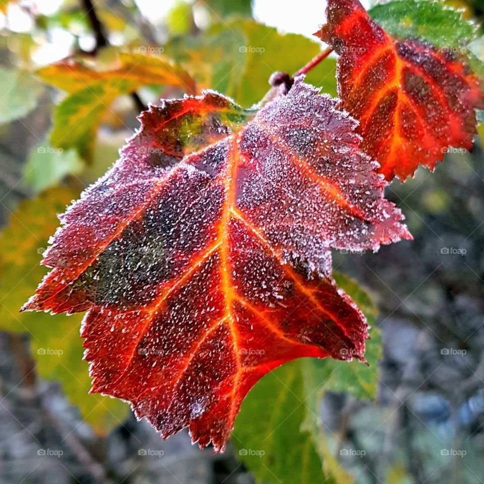 frosty leaf