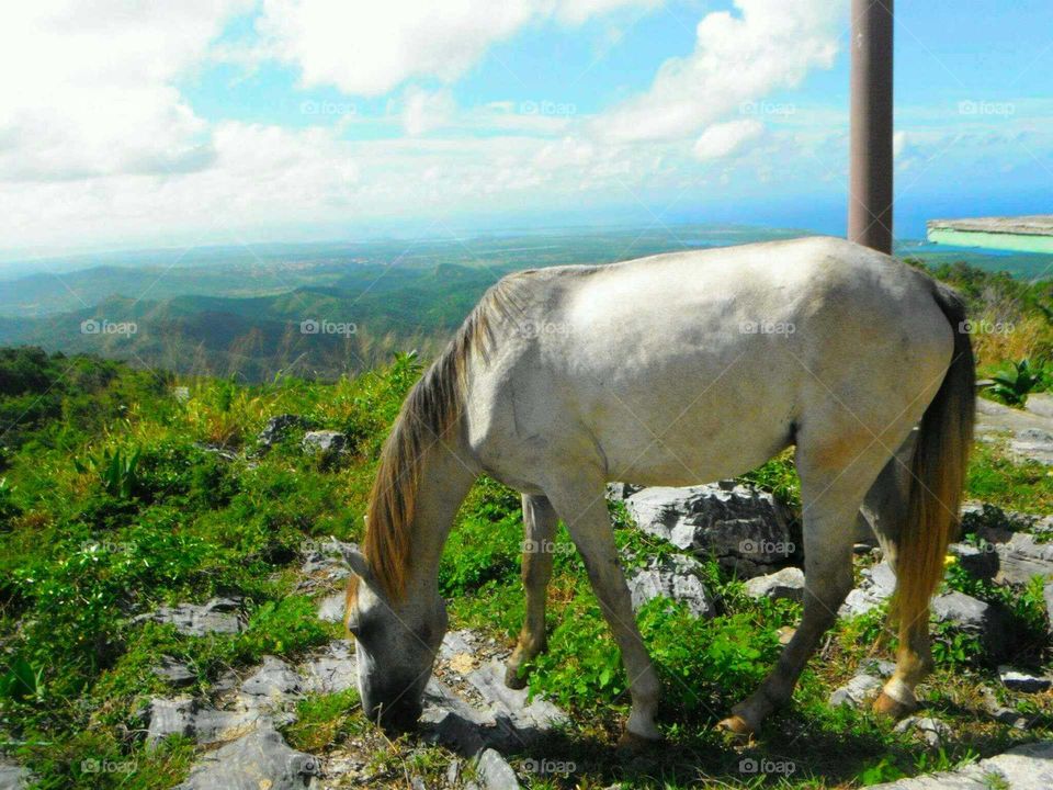 Mountain Horse