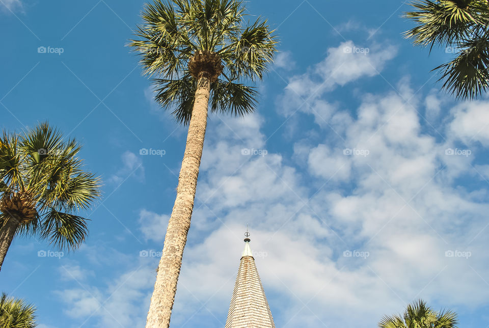 Low angle view of Palm trees
