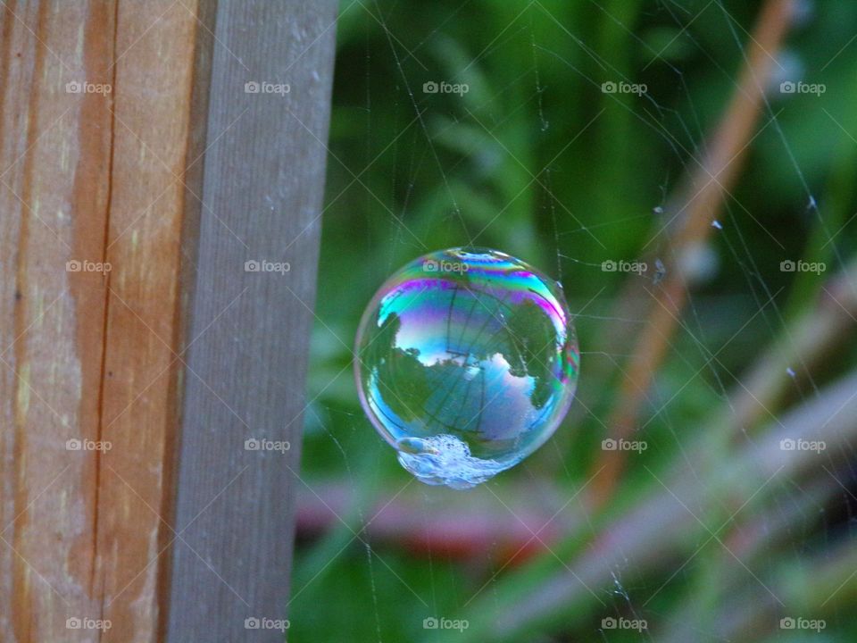bunte Seifenblase im Spinnennetz
