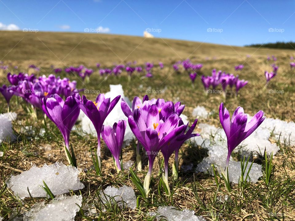 Crocus in spring