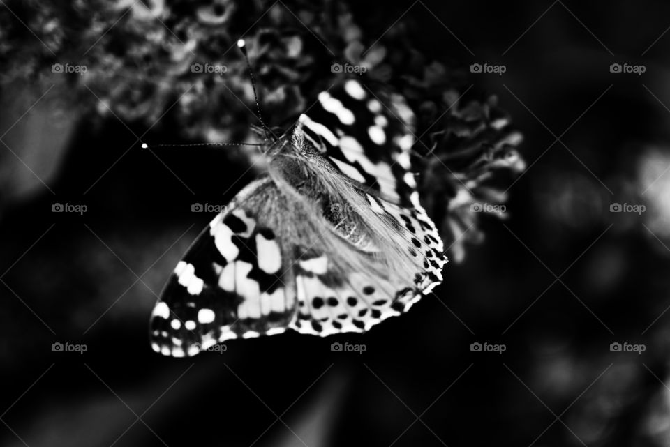 butterfly negative picture