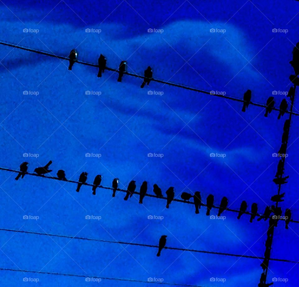 Birds on a wire
