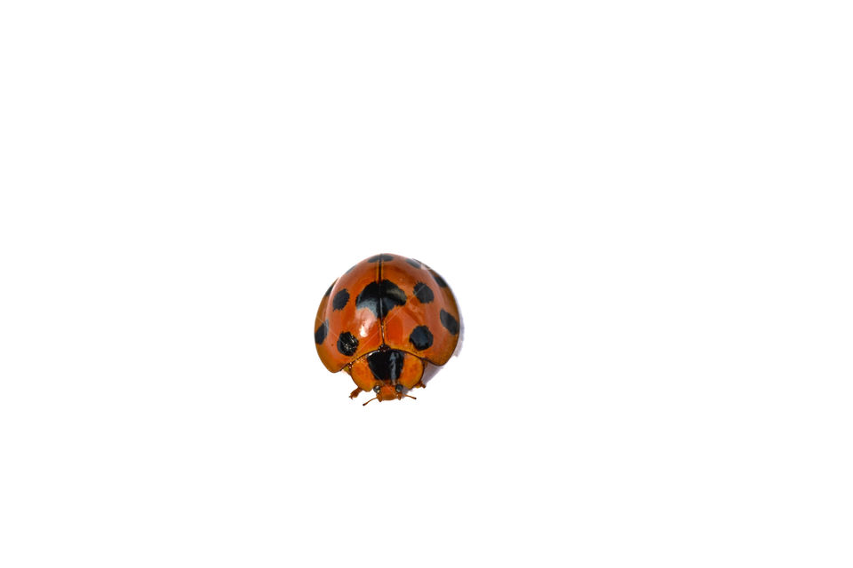 Ladybug isolated on white background