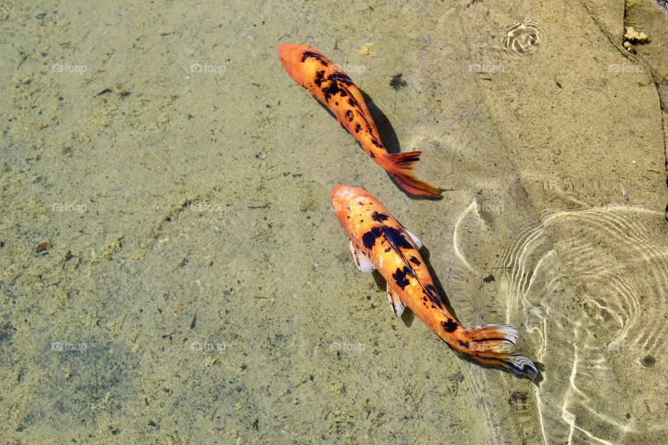 Colorful koi fish in a shallow pond