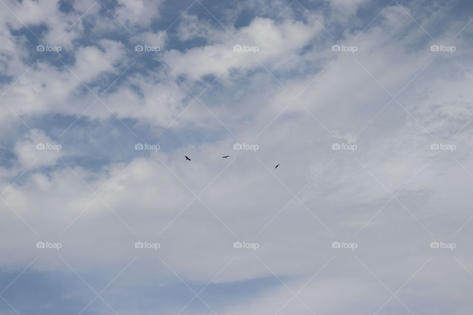Blue sky, white clouds and a pack of birds 