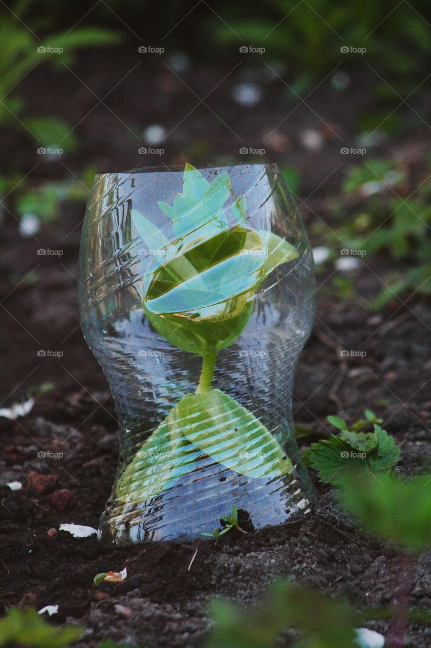 Green garden plant protected by a plastic bottle looks a little bit like an hourglass!
