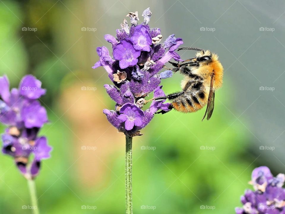 the scent of lavender