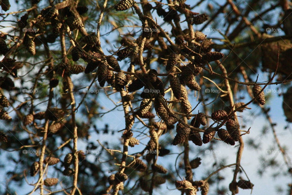 Pine cones