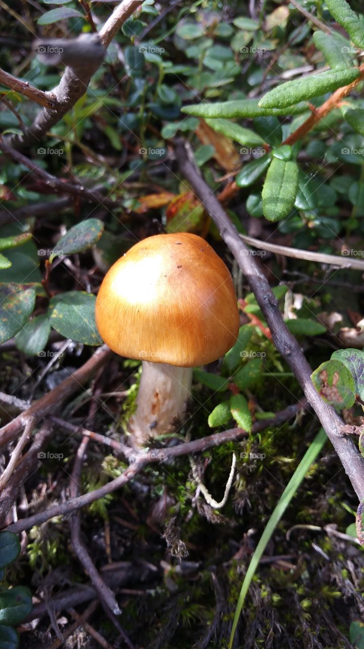 Golden Colored Cap
