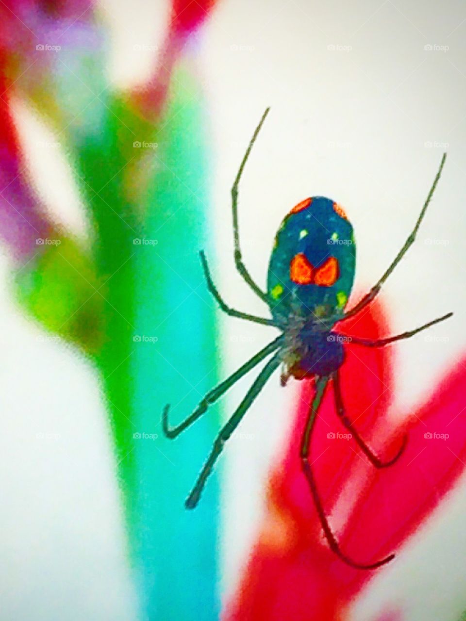 Colorful spider in the garden