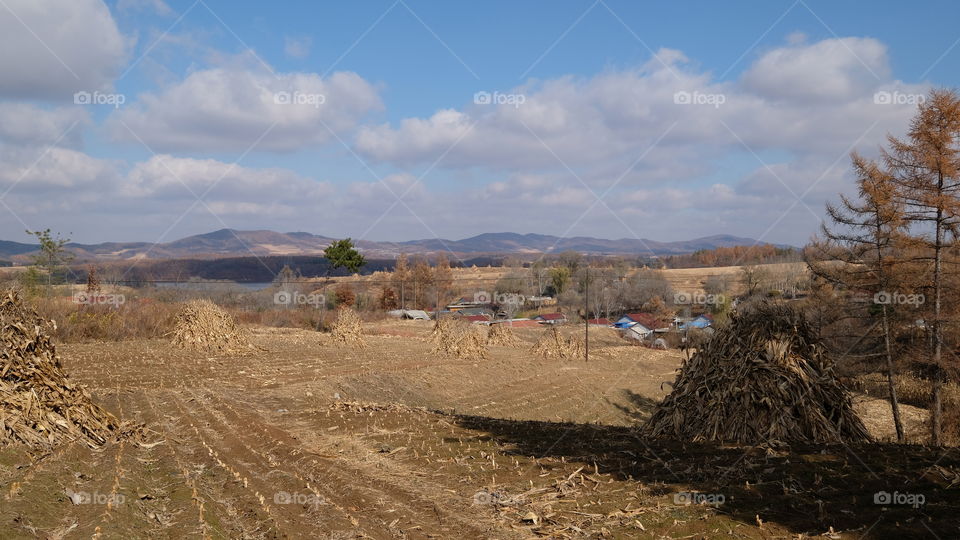 stacks of cornstalks