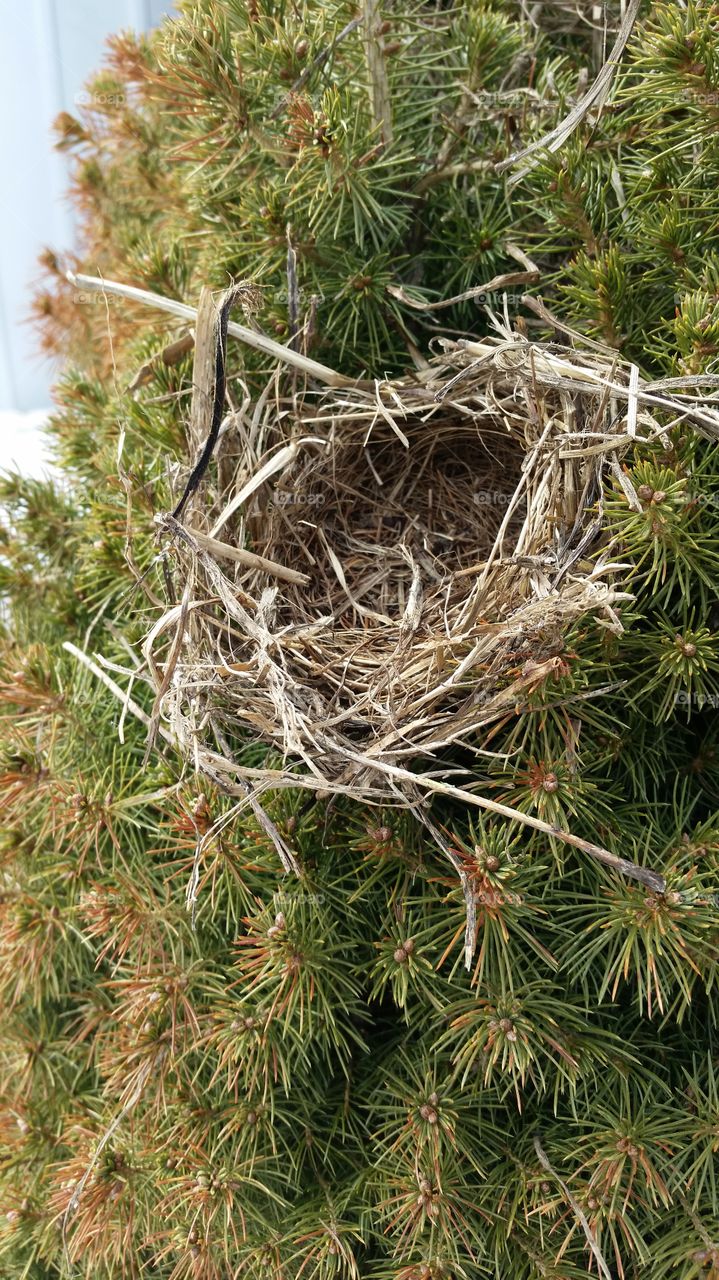 birds nest. an old birds nest exposed as the snow melts
