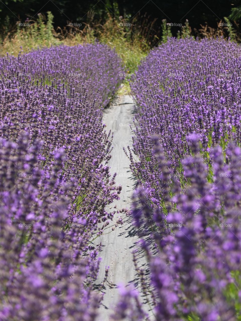 Lavender farm 