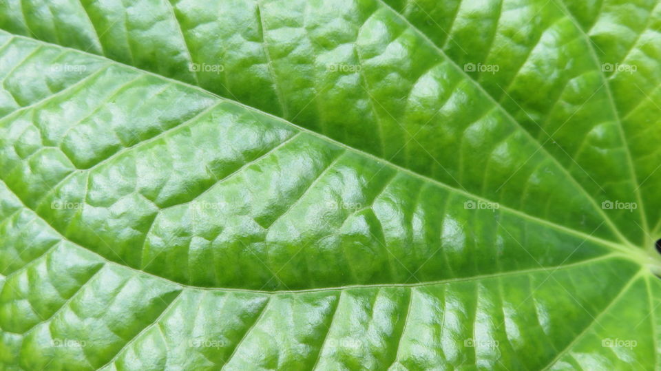 Leaf