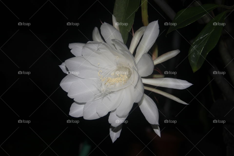 wijaya kusuma flower