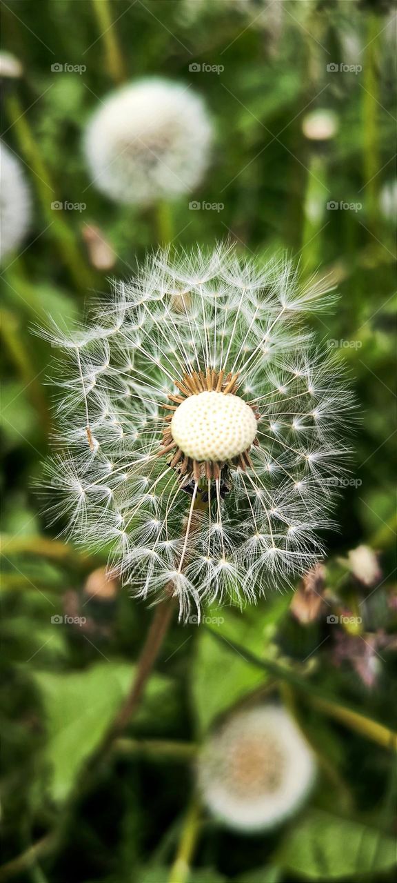 dandelion