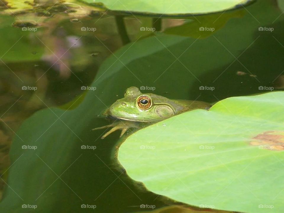 just a frog and her lily pad