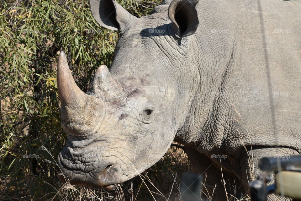 Rhinoceros - Entabeni Safari Conservamcy