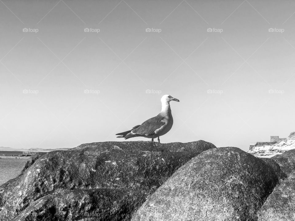A (darker) B&W picture of a seagull standing on a rock at a beach in Mexico