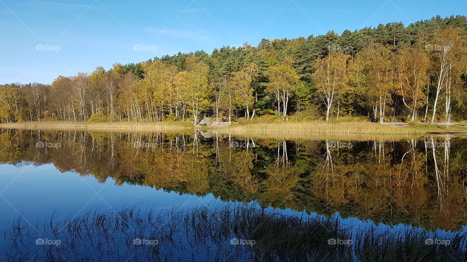Autumn, forest reflection on the lake - höst, skog reflektion spegelblank sjö