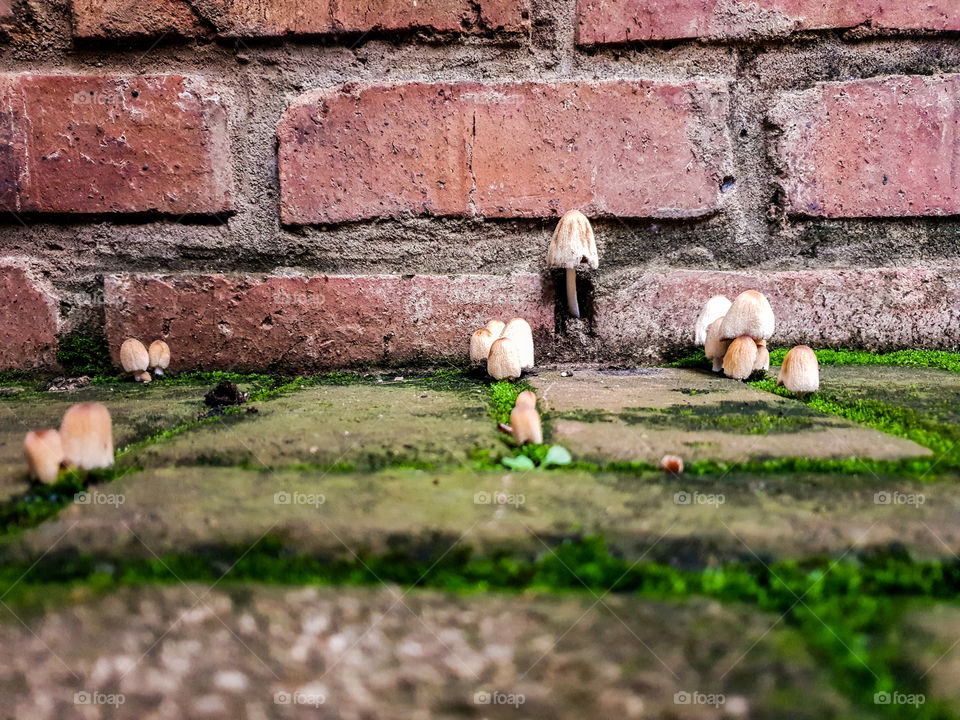 Mushrooms growing from moss between paving against brick wall