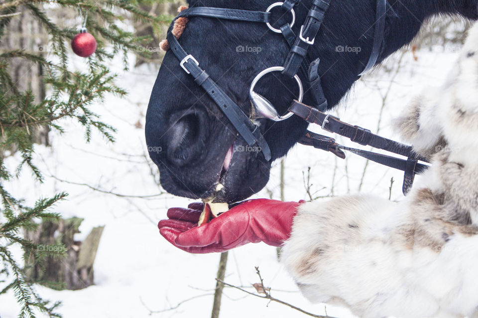 Girl in red gloves feeding apple horse