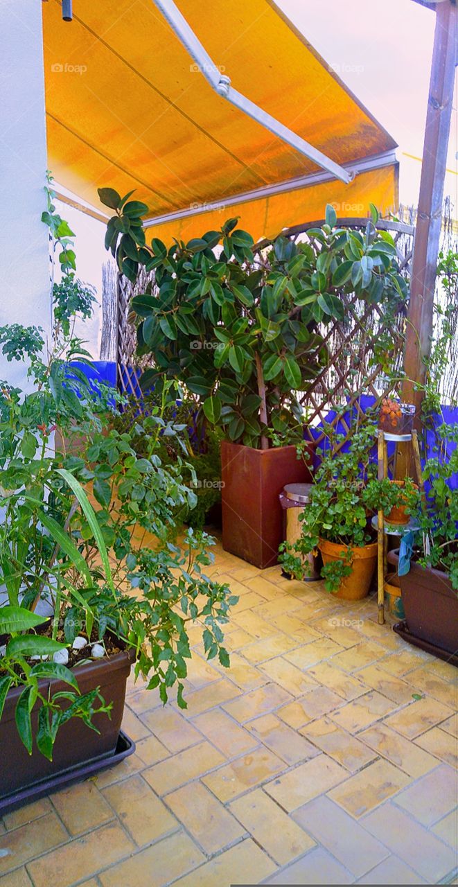 a mix of houseplants