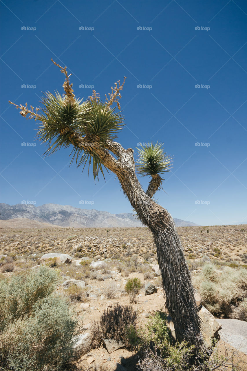 Mohave desert in California 