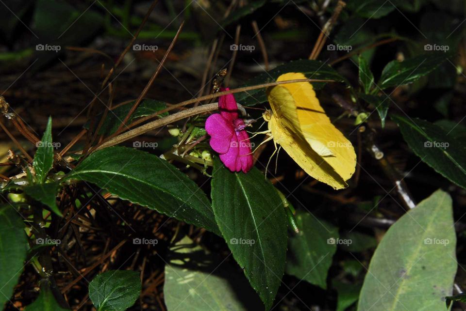 a yellow butterfly on the pink flower in the garden
