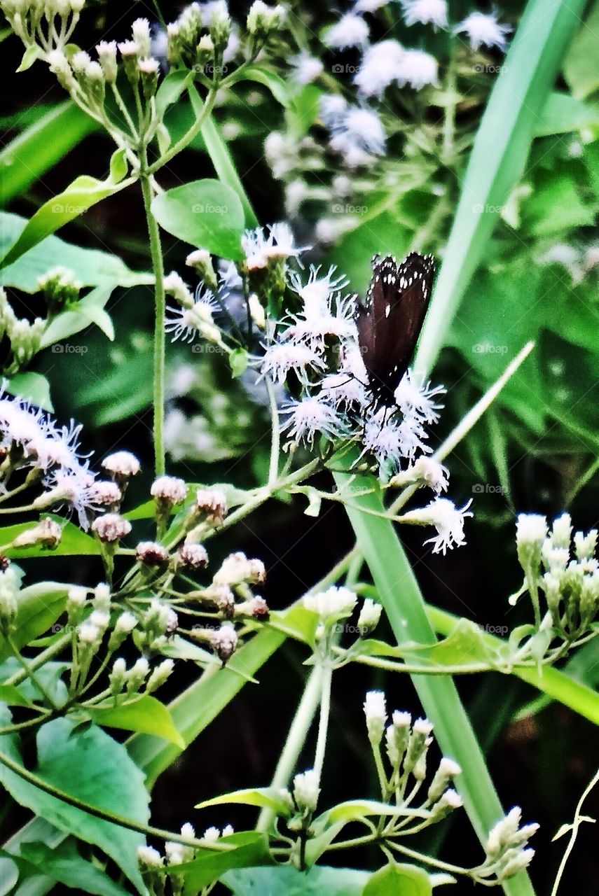 Butterfly on flowers