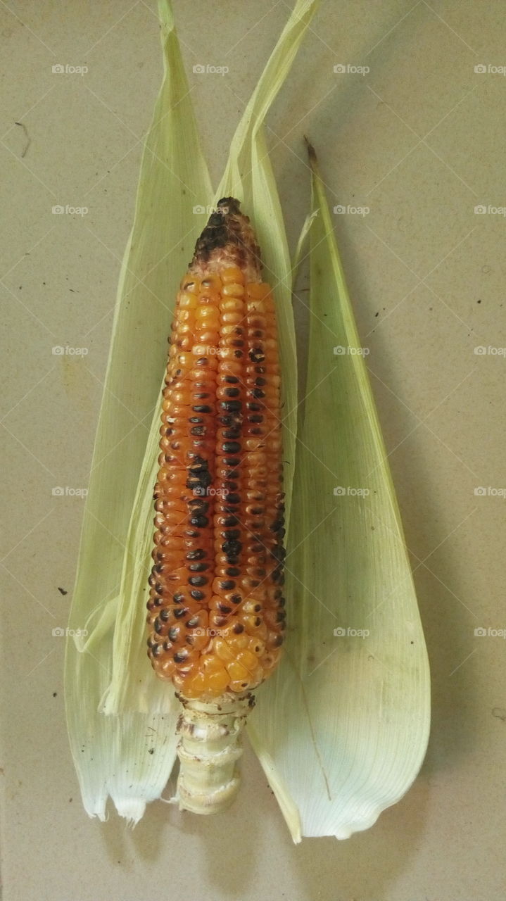roasted corn