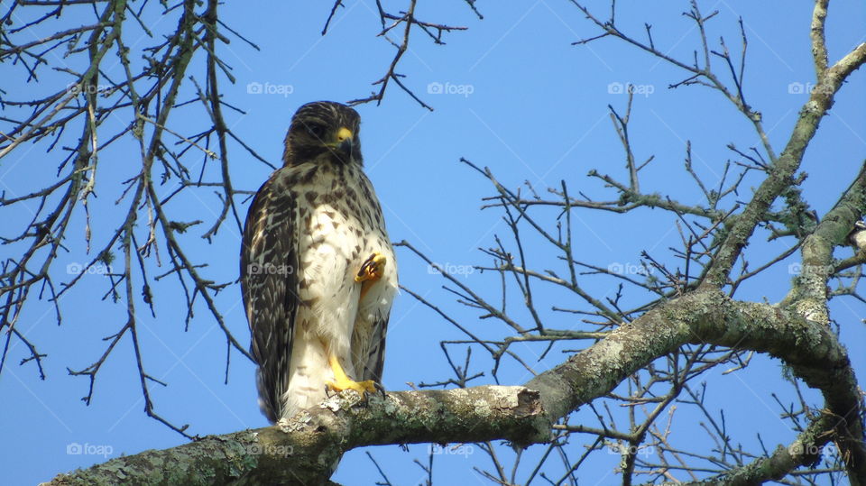 Florida Hawk on a tree with left claw in the air watching photographer
