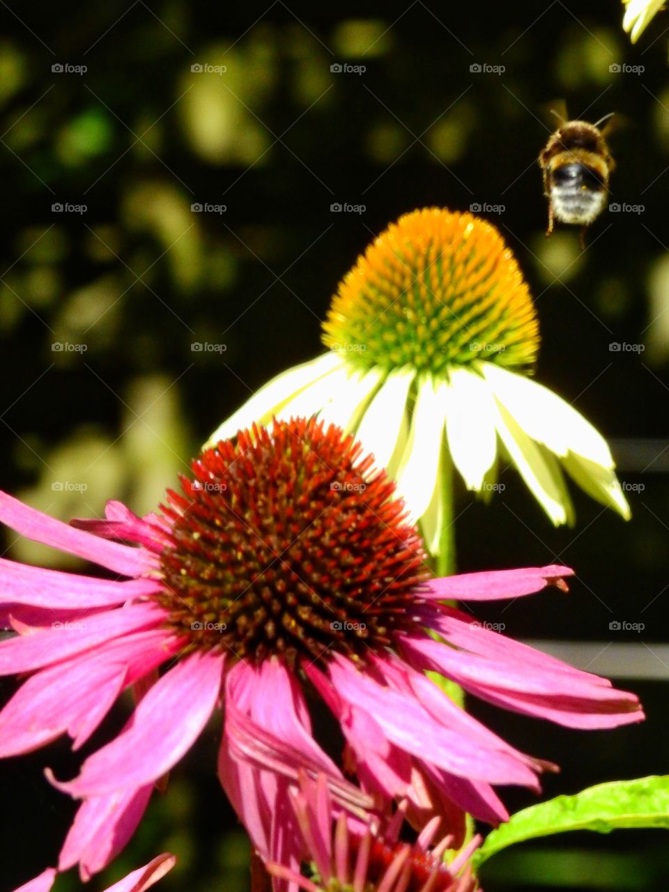 Bumblebee flying near flower