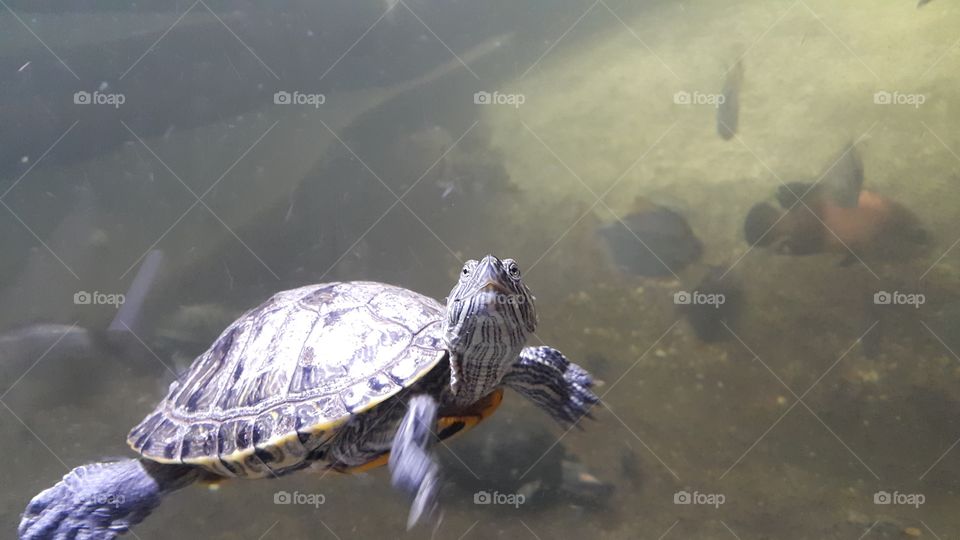 turtle. visit to aquariam