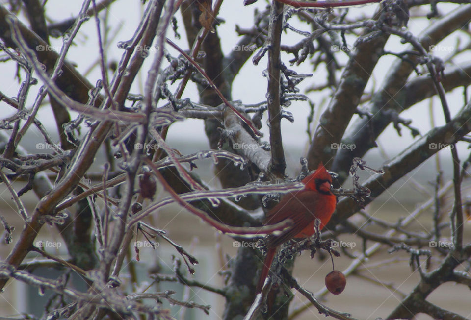 winter spring ice cardinal by campbellrobertson